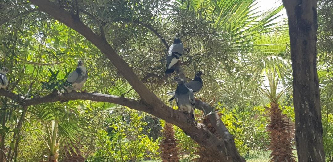 Photo of Others in District of Sidi Youssef Ben Ali