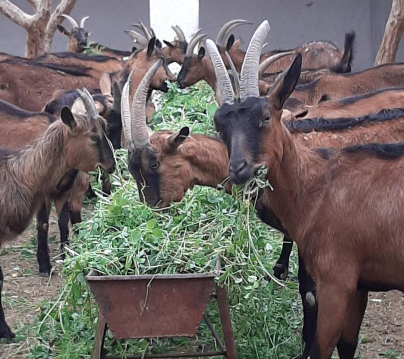 Photo of Others in Sidi Badhaj