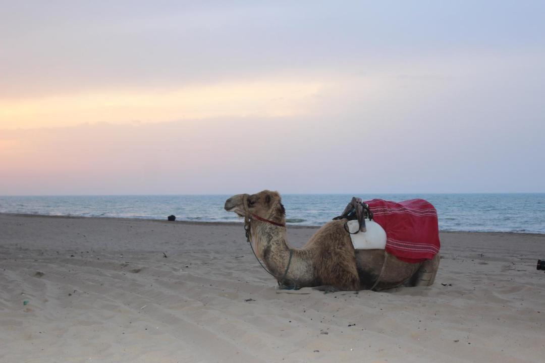 Photo of Others in Gammarth
