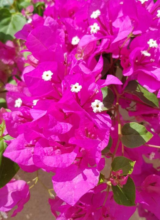 Photo of Others in Kelibia
