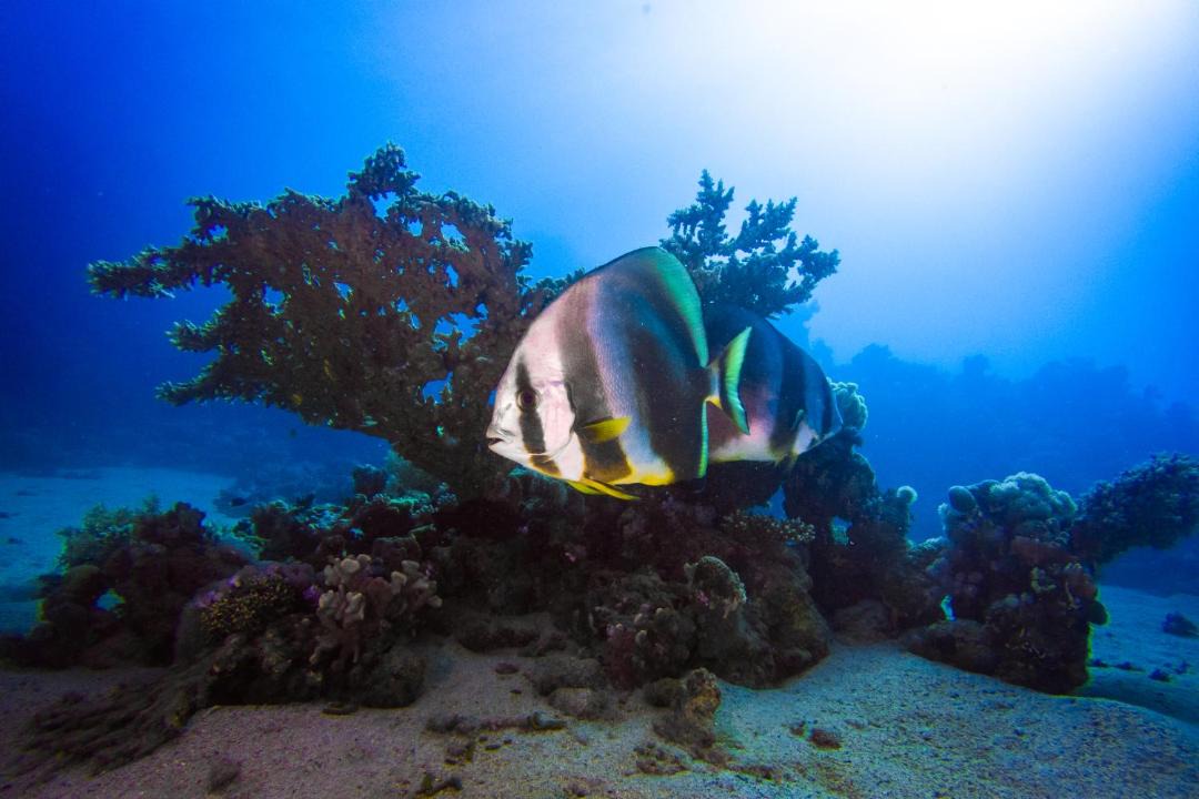 Photo of Others in Marsa Alam