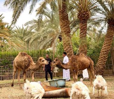 Al Bawiti Hotel | Ahmed Safari Camp